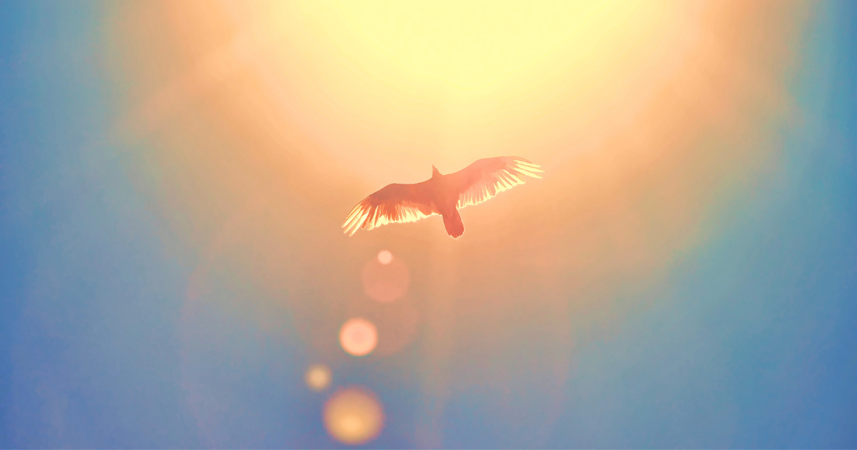 Silhouette of bird against the sun and blue sky