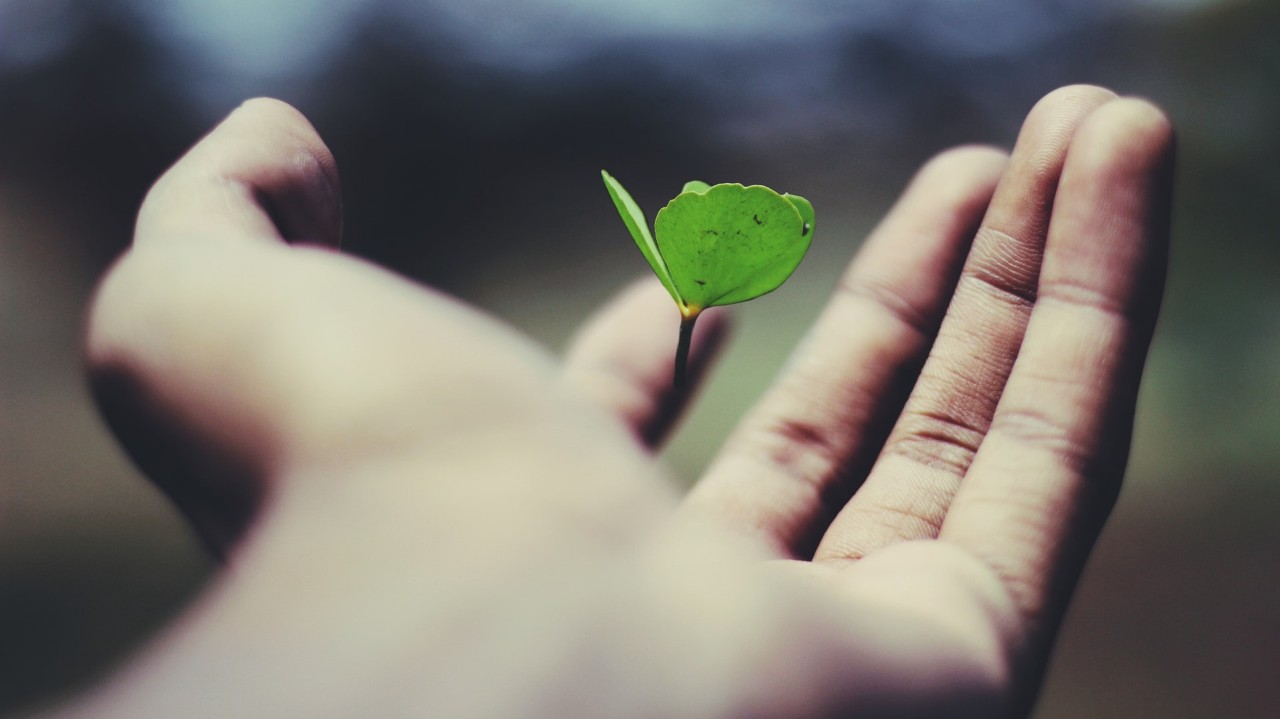 close up of human hand holding a small green plant against a dark background that is out of focus