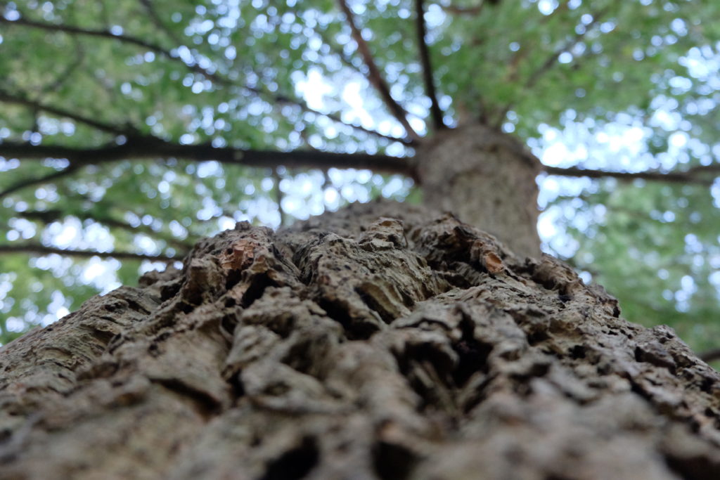 ProjectManagement.com - Forest for the Trees, Part 3 of